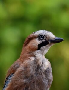 bird, jay, animal-8314155.jpg