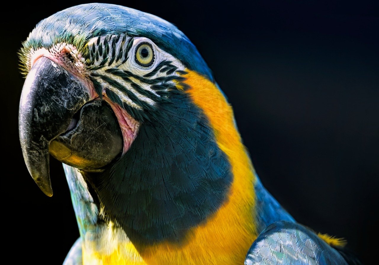 macaw, bird, animal-8321205.jpg